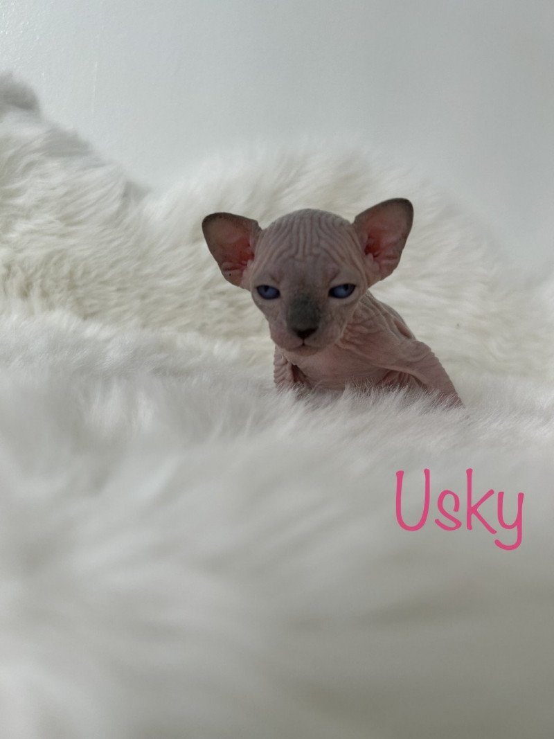 Usky L'amore di sphynx Femelle Sphynx