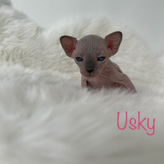 Usky L'amore di sphynx Femelle Sphynx