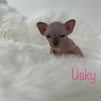 chaton Sphynx seal point Chatterie de l'amore di sphynx