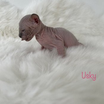chaton Sphynx seal point Usky Chatterie de l'amore di sphynx