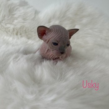 chaton Sphynx seal point Usky Chatterie de l'amore di sphynx