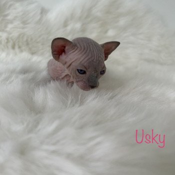 chaton Sphynx seal point Usky Chatterie de l'amore di sphynx