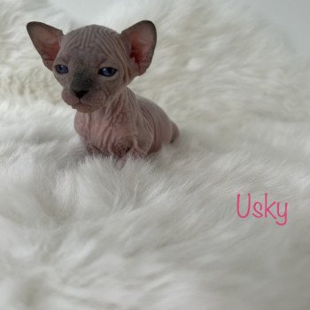 chaton Sphynx seal point Usky Chatterie de l'amore di sphynx