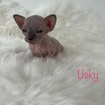 chaton Sphynx seal point Usky Chatterie de l'amore di sphynx