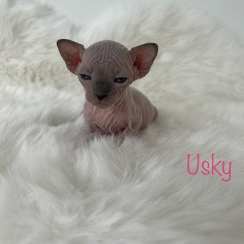 chaton Sphynx seal point Usky Chatterie de l'amore di sphynx
