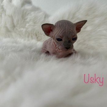 chaton Sphynx seal point Usky Chatterie de l'amore di sphynx