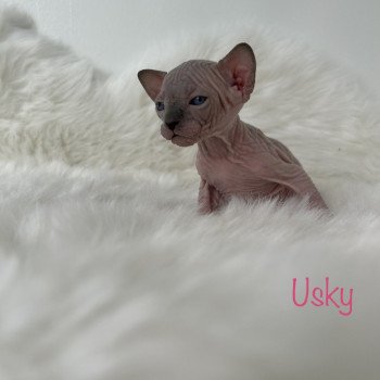 chaton Sphynx seal point Usky Chatterie de l'amore di sphynx