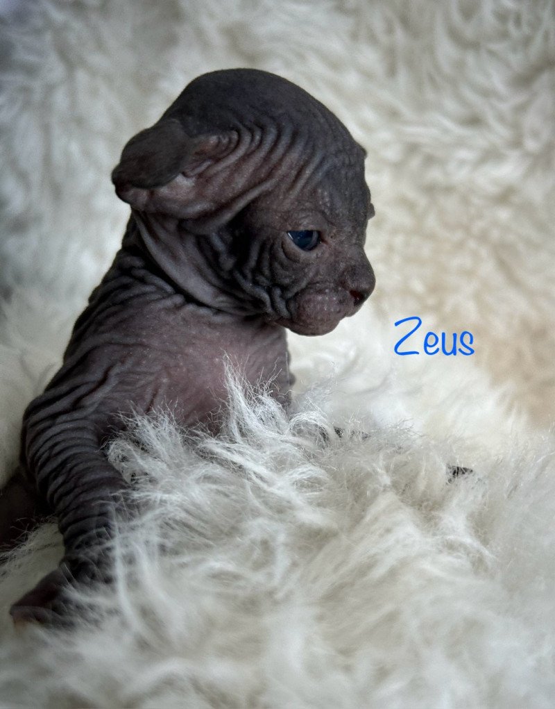 Zeus de l'amore di sphynx L'amore di sphynx Mâle Sphynx