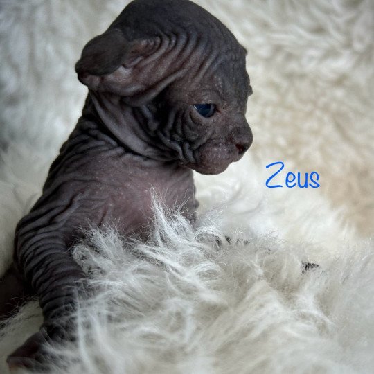 Zeus de l'amore di sphynx L'amore di sphynx Mâle Sphynx
