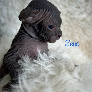 chaton Sphynx black Chatterie de l'amore di sphynx
