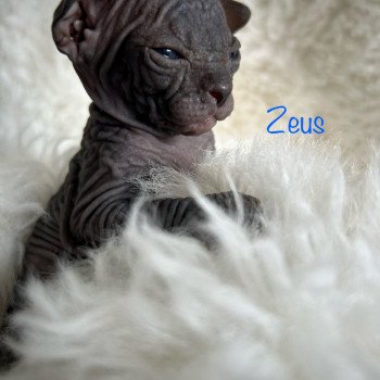 chaton Sphynx black Chatterie de l'amore di sphynx