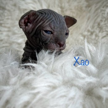 chaton Sphynx blue Xao de l'amore di sphynx Chatterie de l'amore di sphynx