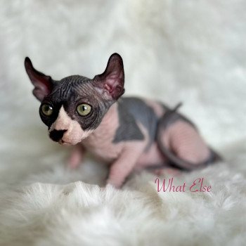 chaton Sphynx black bicolor What Else Chatterie de l'amore di sphynx