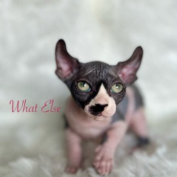 chaton Sphynx black bicolor What Else Chatterie de l'amore di sphynx