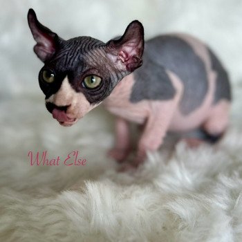 chaton Sphynx black bicolor What Else Chatterie de l'amore di sphynx
