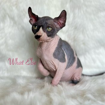 chaton Sphynx black bicolor What Else Chatterie de l'amore di sphynx
