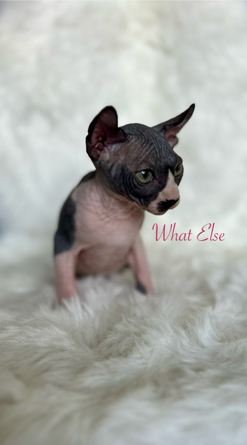 What Else L'amore di sphynx Femelle Sphynx