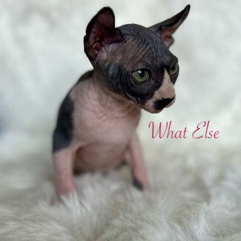 chaton Sphynx black bicolor What Else Chatterie de l'amore di sphynx