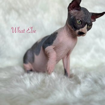 chaton Sphynx black bicolor What Else Chatterie de l'amore di sphynx