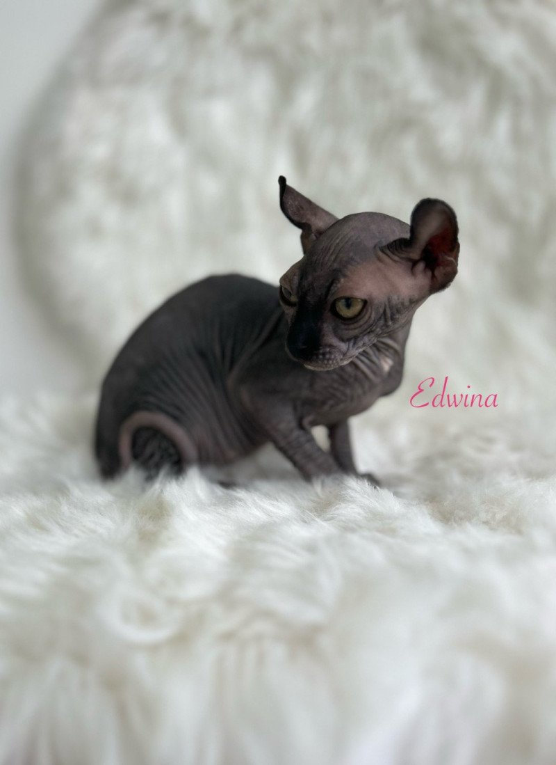 Edwina L'amore di sphynx Femelle Sphynx