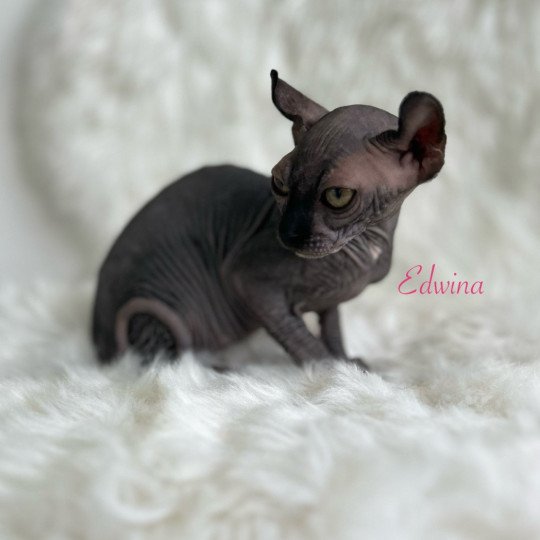 Edwina L'amore di sphynx Femelle Sphynx