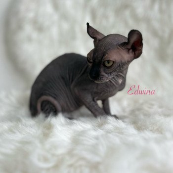 chaton Sphynx black Chatterie de l'amore di sphynx