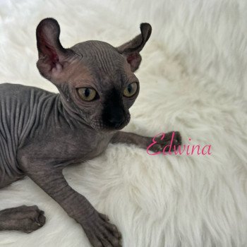 chaton Sphynx black Chatterie de l'amore di sphynx