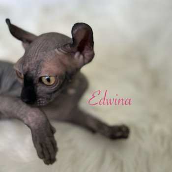 chaton Sphynx black Chatterie de l'amore di sphynx