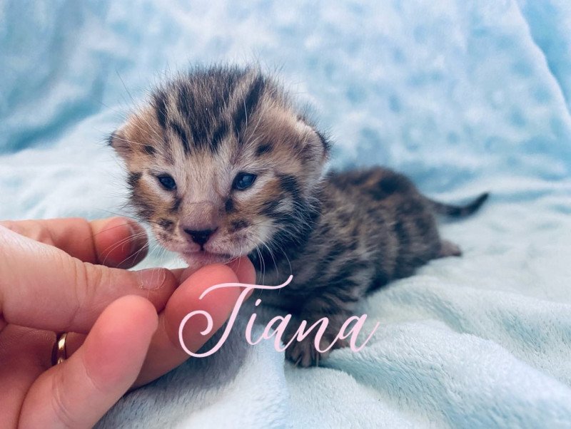 Tiana L'amore di sphynx Femelle Bengal
