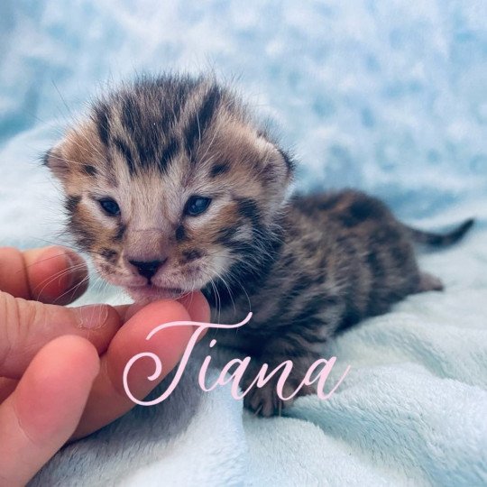 Tiana L'amore di sphynx Femelle Bengal