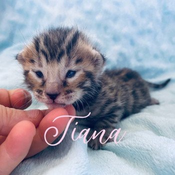 chaton Bengal brown spotted tabby Tiana Chatterie de l'amore di sphynx