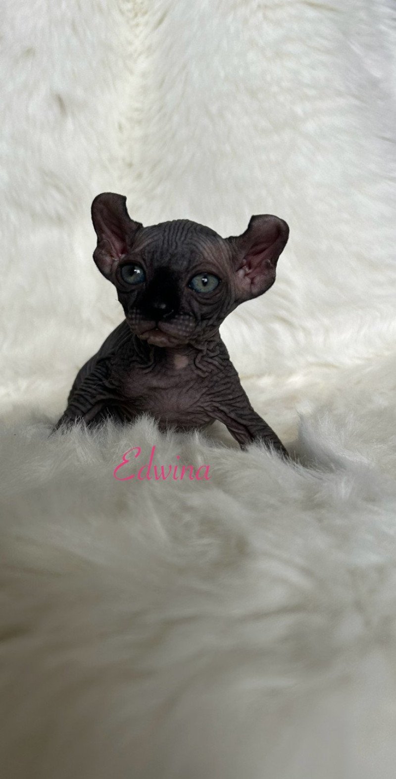 Edwina L'amore di sphynx Femelle Sphynx
