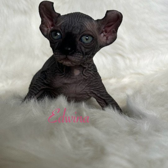 Edwina L'amore di sphynx Femelle Sphynx