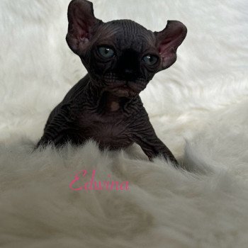 chaton Sphynx black bicolor Edwina Chatterie de l'amore di sphynx