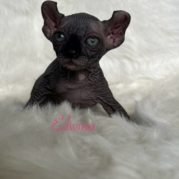 chaton Sphynx black bicolor Edwina Chatterie de l'amore di sphynx
