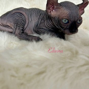 chaton Sphynx black bicolor Edwina Chatterie de l'amore di sphynx