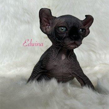 chaton Sphynx black bicolor Edwina Chatterie de l'amore di sphynx