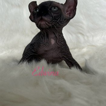 chaton Sphynx black bicolor Edwina Chatterie de l'amore di sphynx