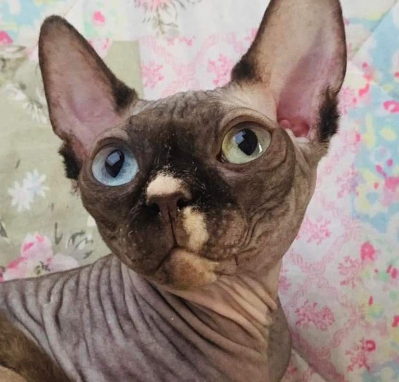 Isabella Femelle Sphynx