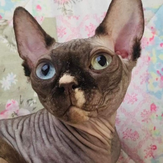 Isabella Femelle Sphynx