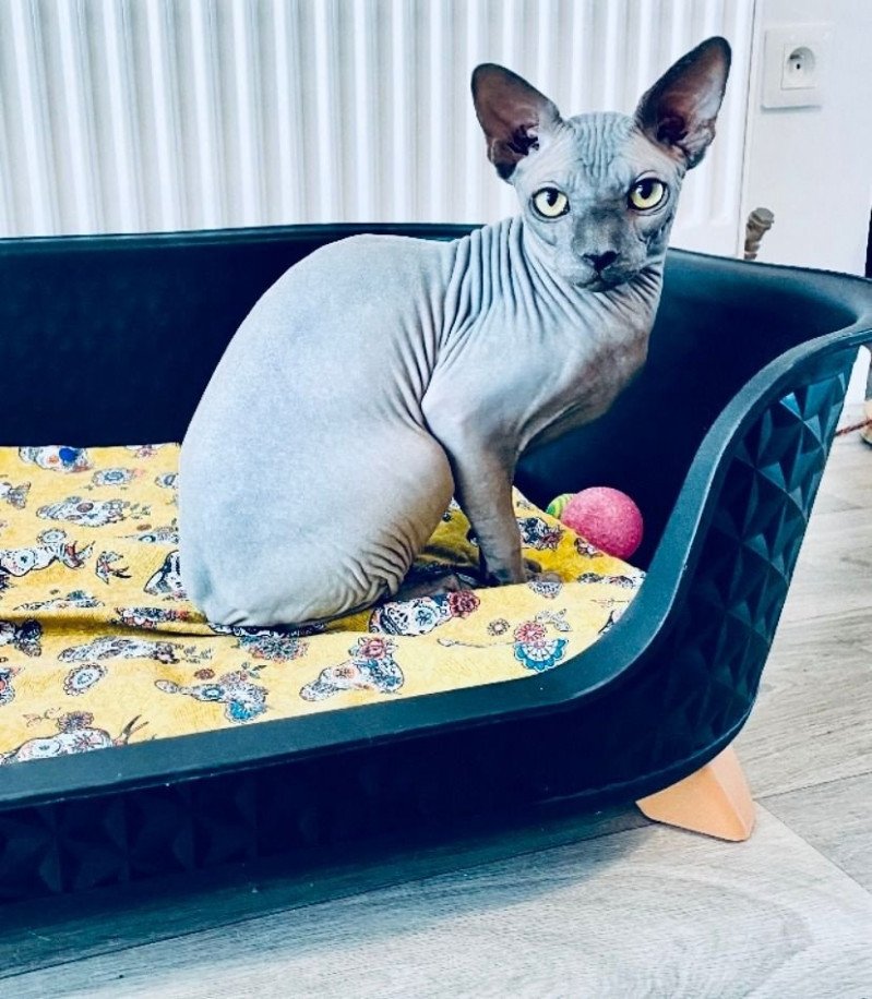 Shaun Mâle Sphynx