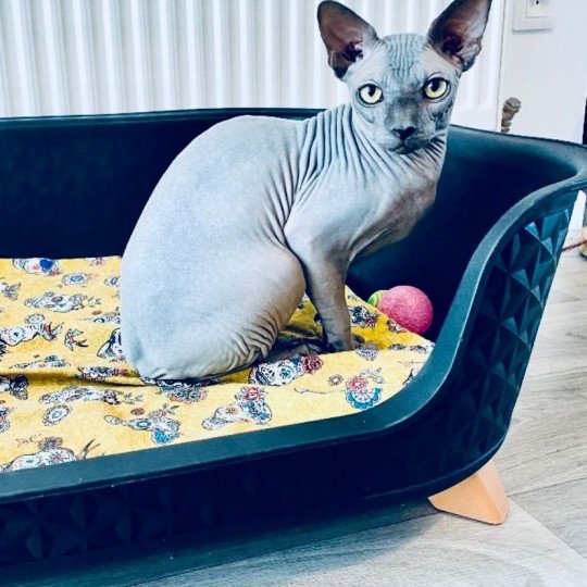 Shaun Mâle Sphynx