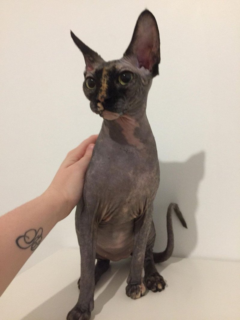 Purdey Femelle Sphynx