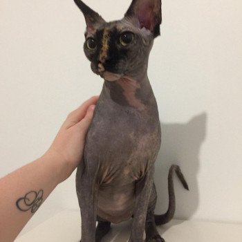 chat Sphynx Purdey Chatterie de l'amore di sphynx