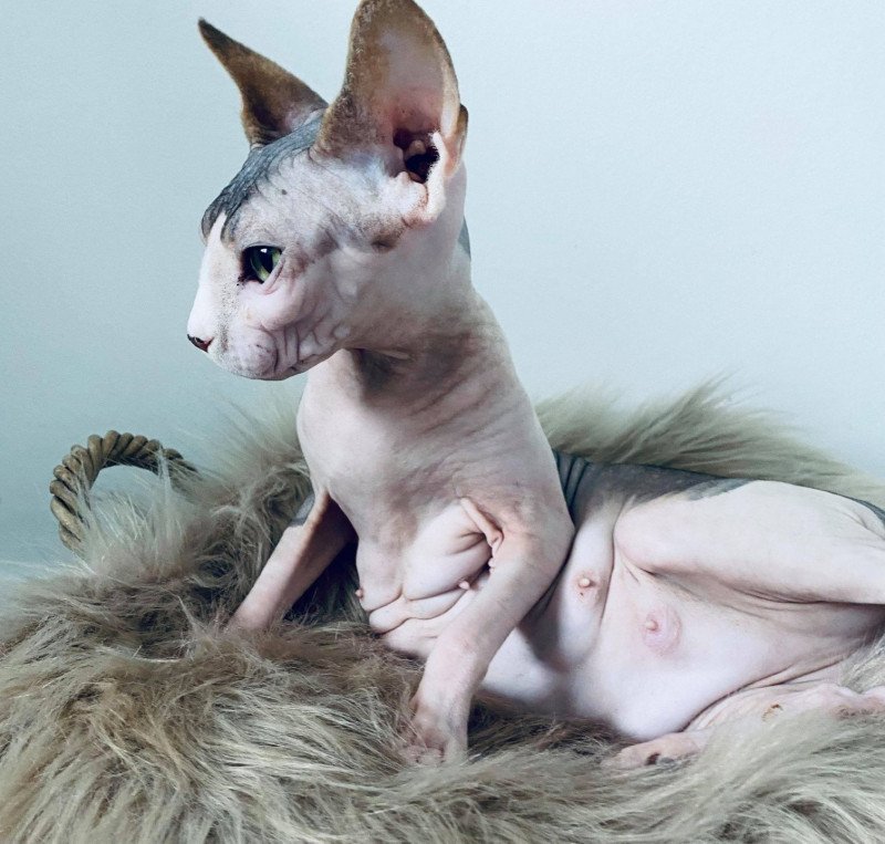 R'Alma Femelle Sphynx