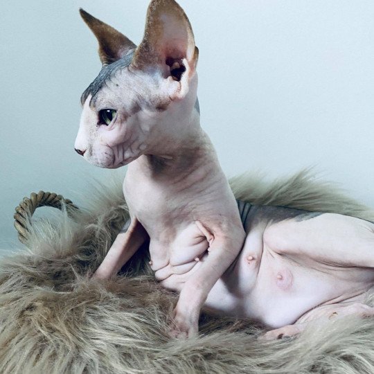 R'Alma Femelle Sphynx