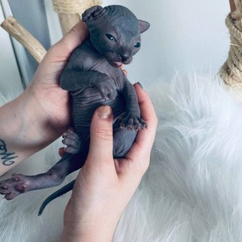 chaton Sphynx black Sirius Black Chatterie de l'amore di sphynx