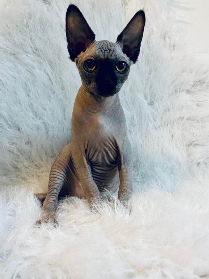 Sirius Black l'amore di sphynx Mâle Sphynx