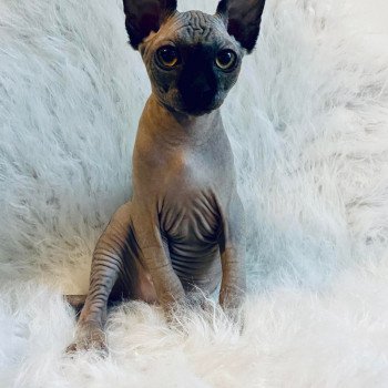 chaton Sphynx black Sirius Black Chatterie de l'amore di sphynx