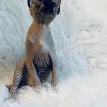 chaton Sphynx black Sirius Black Chatterie de l'amore di sphynx